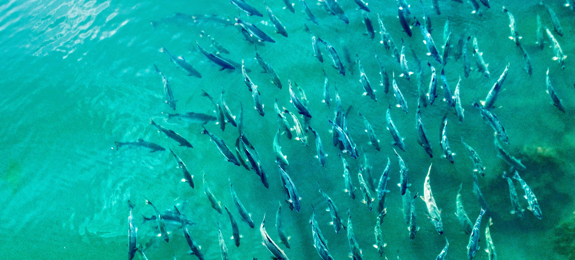 Is Wild Caught Fish Really Better For You?