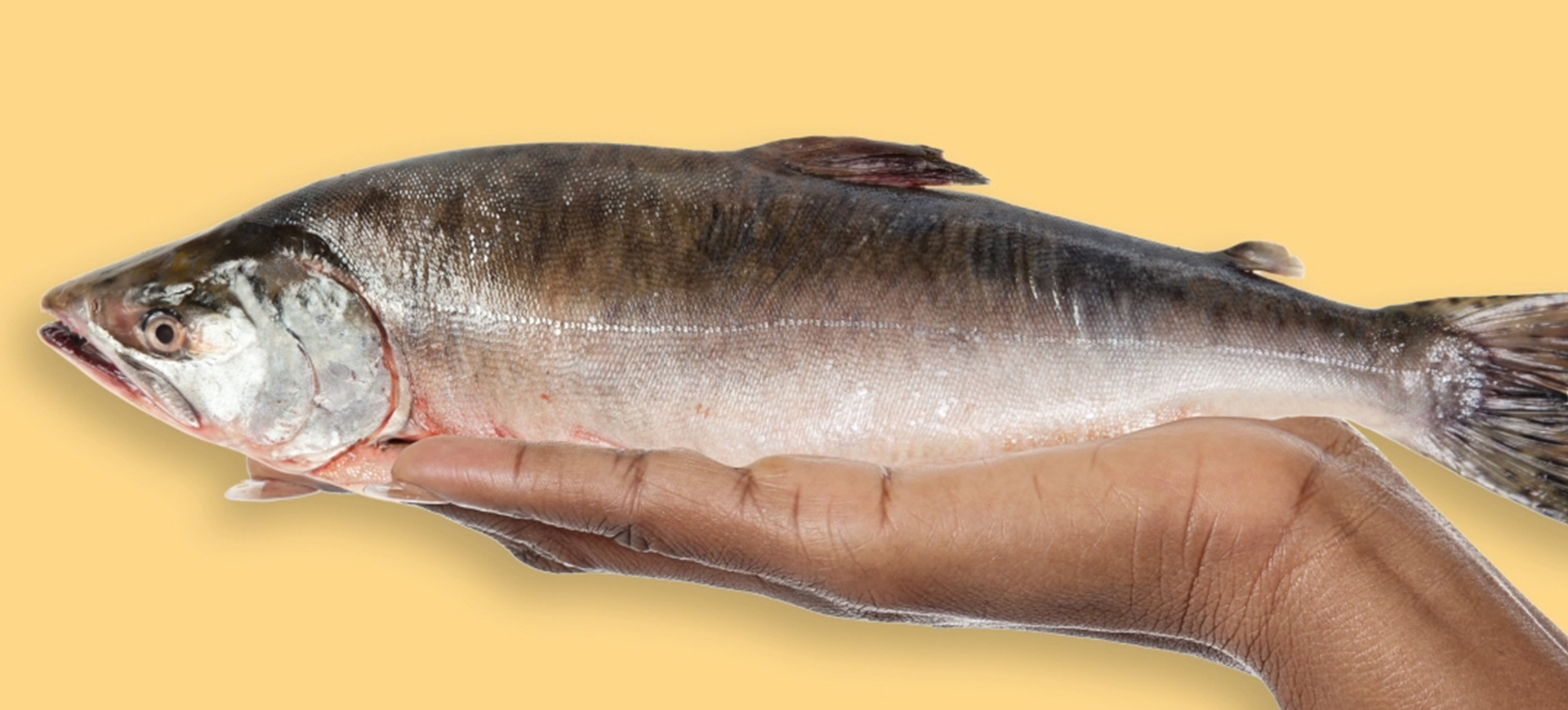 Canned Fish vs. Fresh Fish Which Is Better? Gold Seal