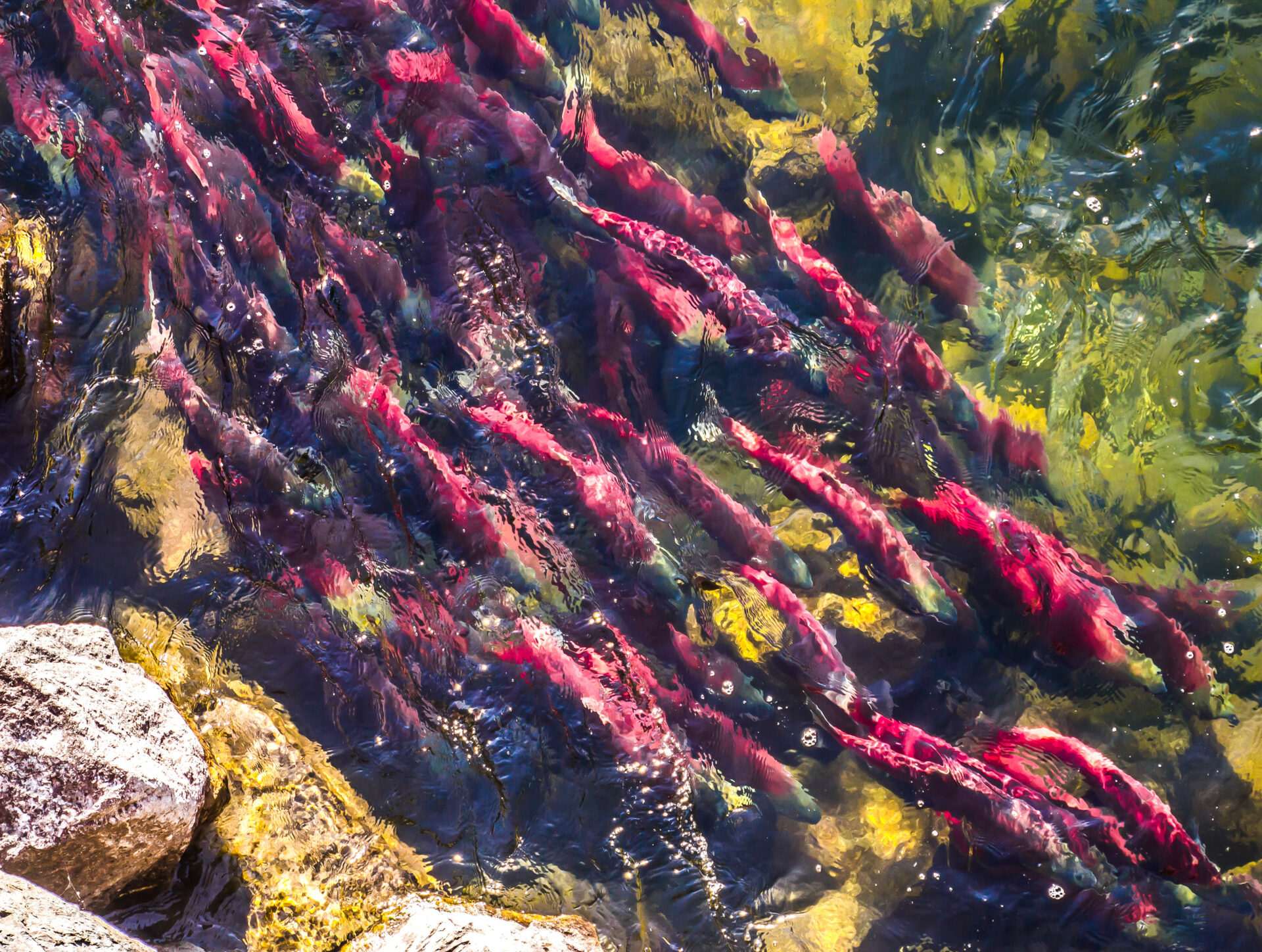Swarm of sockeye salmon